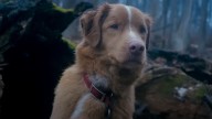 The Dog From Good Boy Wants To Be Considered For An Oscar, 'Wrote' A Funny Open Letter