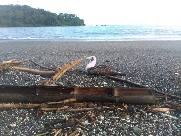 El ICA confirma nuevo caso de influenza aviar en la Isla Gorgona
