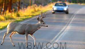 Indiana State Police urge caution as deer-vehicle crashes spike: Over 17,000 accidents last year