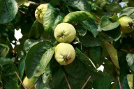 The consolation of the quince