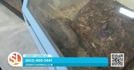 Desert Canine AZ trains your dog on how to avoid getting bit by snakes!