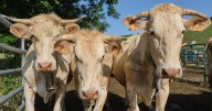 Woman, 59, Dies After Being Trampled By Cows