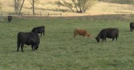 Minnesota rancher reacts to Argentinian beef imports