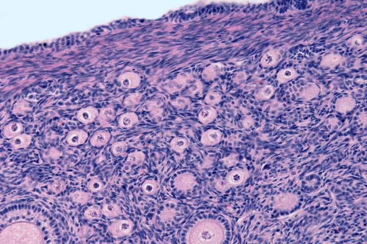 La fertilidad de la mujer no solo depende del número de óvulos: el tejido ovárico y sus conexiones cerebrales son también clave