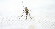 Mosquitoes found in Iceland for first time