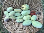 Time is ripe for a pawpaw festival in New England (The Republican Editorials)