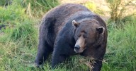 '32 Chunk' is 2025's 'Fat Bear Week' winner