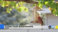SCDNR gives tips on cleaning birdfeeders