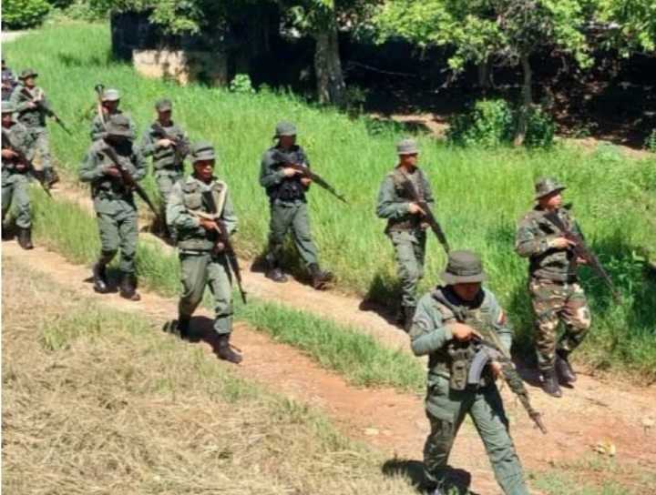 ¡Impactante Destrucción! FANB Acaricia la Tierra y Desmantela 6 Hectáreas de Marihuana Oculta entre Frijoles en Zulia