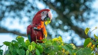 Mataron a "Charrúa", uno de los guacamayos rojos nacidos en libertad en el Iberá: buscan al responsable