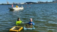 Seagrass is key to Tampa Bay’s health. It’s getting planted on Tampa Electric property