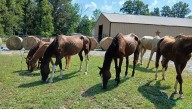 Shelter asking for donations to help horses seized in animal cruelty case