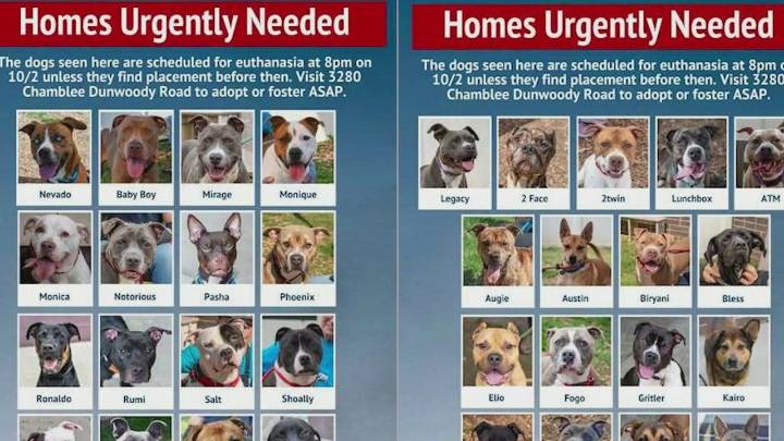 40+ dogs at risk of death in Fulton, Dekalb if not adopted