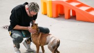 With animal abuse reports up, Wayne County aims to prosecute more