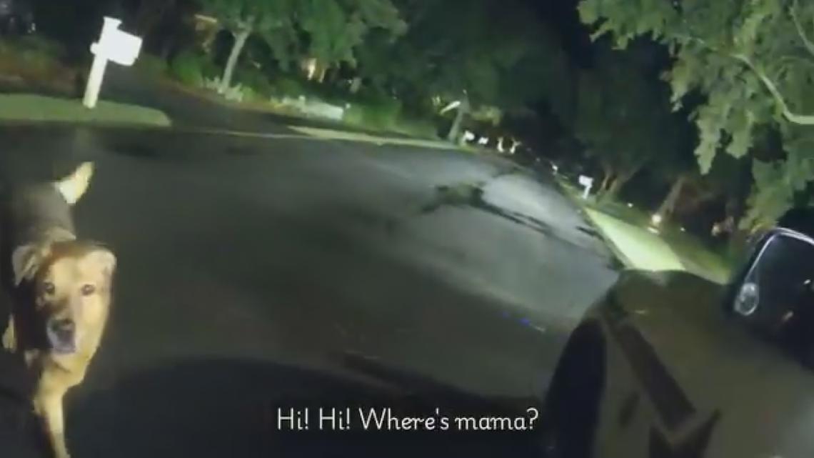 VIDEO: Dog guides deputy to elderly woman who fell on sidewalk