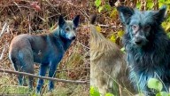Misterio en Chernobyl: aparecieron perros con pelaje azul cerca de la planta nuclear