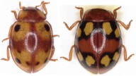Meghalaya forests reveal two rare species of Ladybird Beetles  