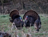 ODNR Reports Slight Dip in Ohio’s 2025 Wild Turkey Poult Index