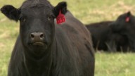 Colorado lawmakers push back, ranchers react to Trump’s beef import proposal