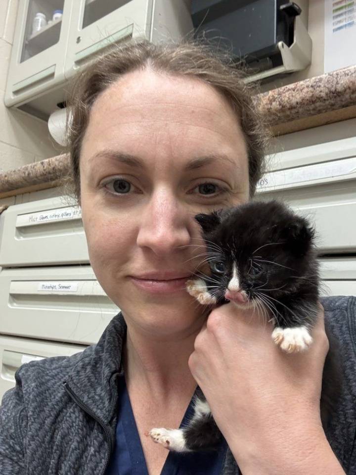 Sarnia shelter starts TNR program for strays