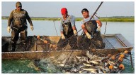 India Becomes World’s Second-Largest Fish Producer, Contributes 8% To Global Output, Ranking Second In Aquaculture Production Globally