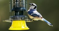 As the garden winds down, it's time to care for winter