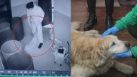 Perrita de catorce años es rescatada tras ser golpeada por su tenedor en un conjunto de Bogotá