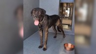 Dog Returned To California Shelter After 72 Hours Faces Euthanasia, But Fate Has Other Plans