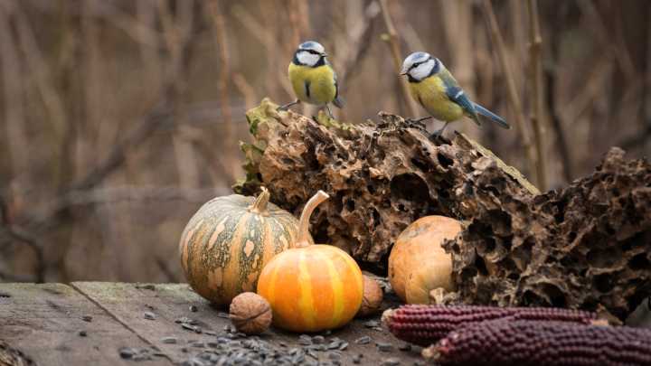 Don't Throw Out Pumpkin Guts, Use It To Feed The Birds In Your Yard
