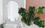 Experts recommend moving this popular houseplant into your bathroom this October