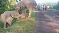 IFS officer shares video of mother elephant rescuing calf stuck on forest road