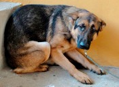 Ofrecen 10 millones por información de violador de 7 animales en Cumaral