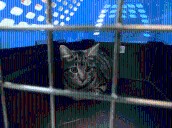 Oklahoma City Animal Shelter looking for pet pantry donations