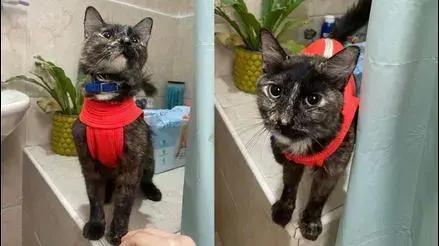 Miraflores: piden ayuda para encontrar a gatita rescatada
