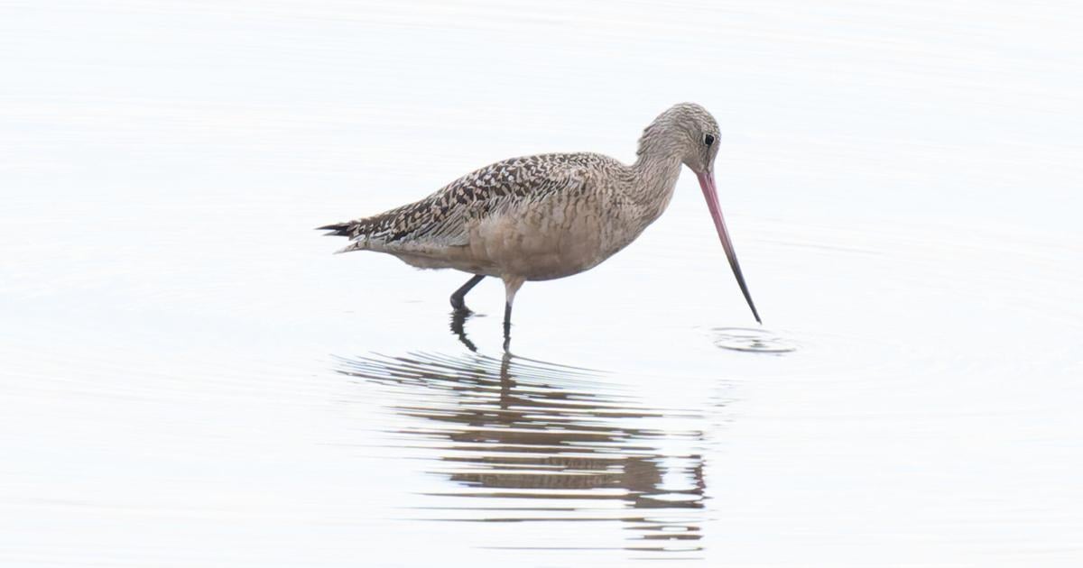 Bird Watch: Sightings from Greater Newburyport and beyond