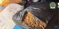 Destruyen millonario cargamento de cocaína de las disidencias en el Cauca: iba camuflada en bultos de café