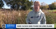 Rare cuckoo bird draws "crazy viral birder insanity" to town