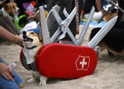 So Cal Corgi pup Halloween party is a dog’s day at the beach