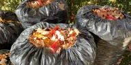 EWSU annual fall leaf collection begins next week