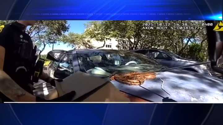 Woman finds 5-foot boa constrictor on hood of her car in Clearwater