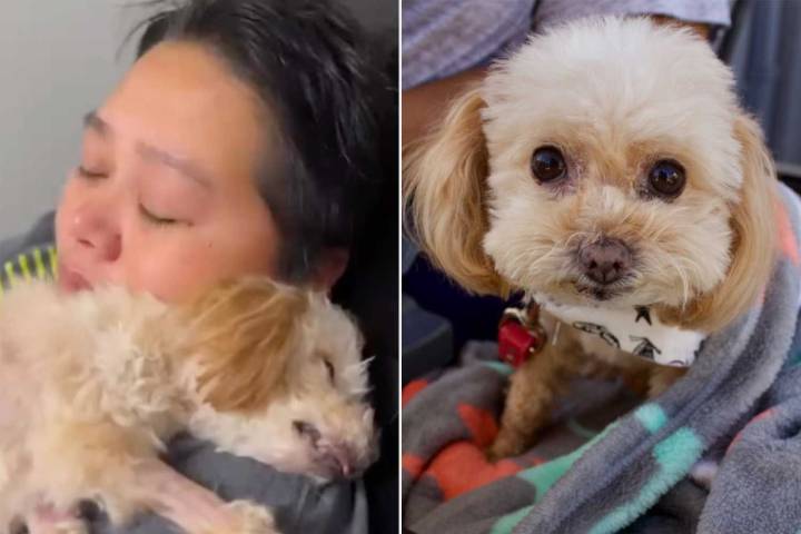 Senior Dog Makes Miraculous Recovery Minutes Before Being Euthanized (Exclusive)