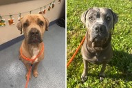 Valley Stream Man Allegedly Abandoned His Dogs 