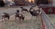 Police wrapping up urban deer count in Helena