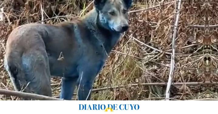 Alerta en Chernobyl: encontraron perros con pelaje azul cerca de la planta nuclear