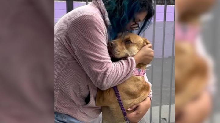 California Dog Clings To Rescuer After Heartbreaking Surrender Leaves Her Devastated