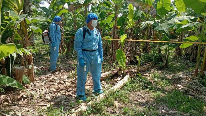 El ICA adelantó Jornada para salvar los cultivos de plátano en Arauca