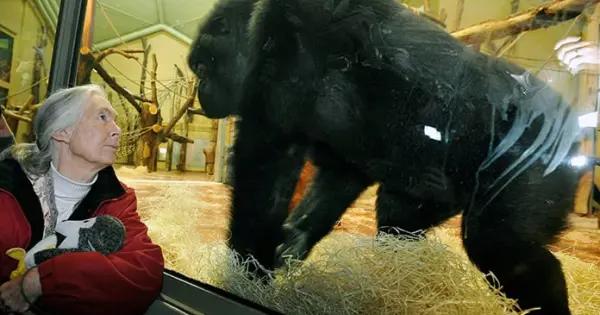 Fallece Jane Goodall, la "Lady Chimpancé"