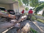 Retira PC árboles caídos por el viento