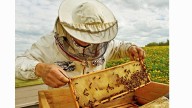 Athenians turn to urban beekeeping to reconnect with nature