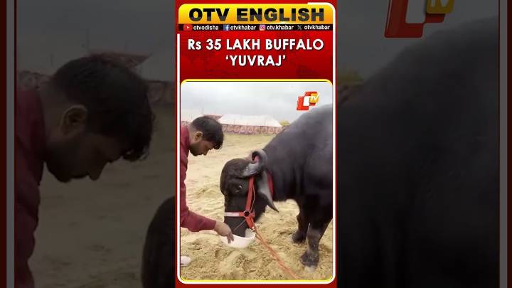 Buffalo ‘Yuvraj’ Steals The Show At Pushkar Fair
